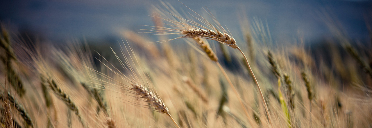 Psychoterapia Bielsko